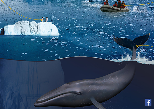 Каталоги китів і мікропластик в океані - майбутня українська експедиція в Антарктику робитиме 5 нових типів досліджень
