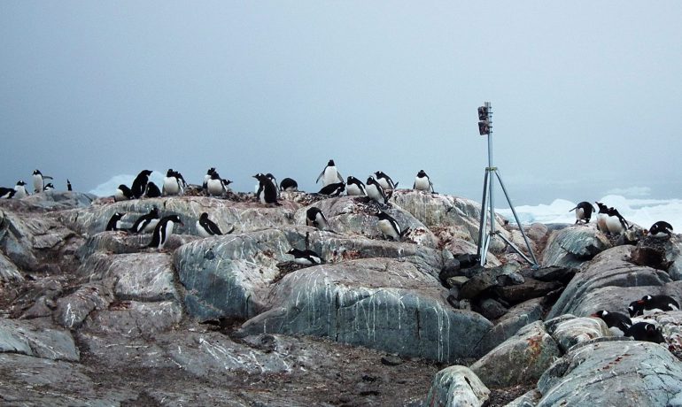 Діти, рахуймо пінгвінів! Залучаємо школярів до досліджень екології Антарктики