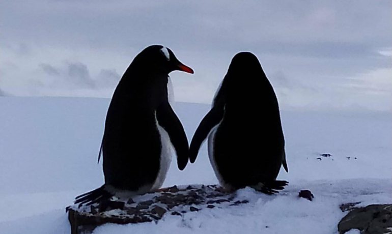 Визначено переможців науково-освітнього проєкту «Вчителі та учні беруть участь в екологічному моніторингу Антарктиди»