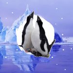 Анна Соіна: добровільна ізоляція серед антарктичних красот