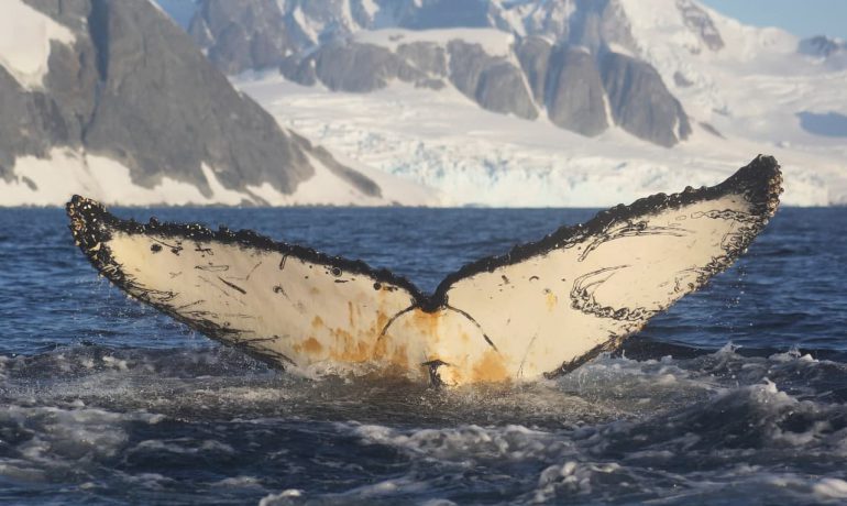 Cтаття про китів-горбачів за участю української полярниці вийшла в престижному науковому журналі