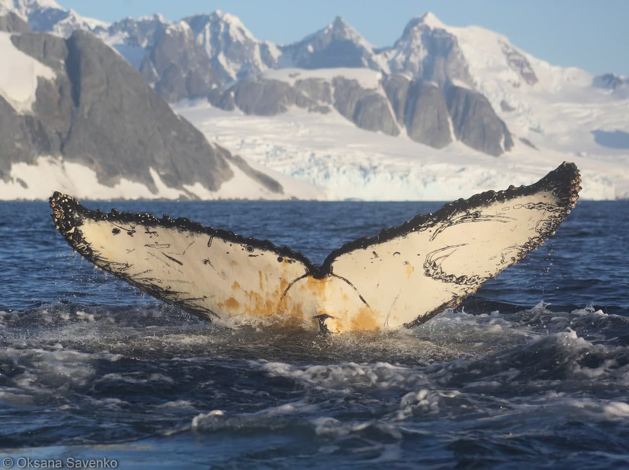 An article about humpback whales with the participation of a Ukrainian female polar explorer was published in a prestigious scientific journal