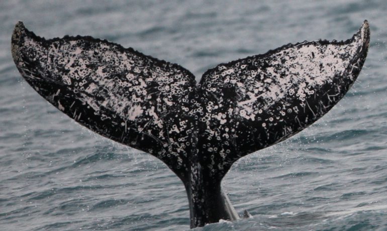Плюс 230: наші дослідниці поповнили міжнародний реєстр китів унікальними фото горбанів