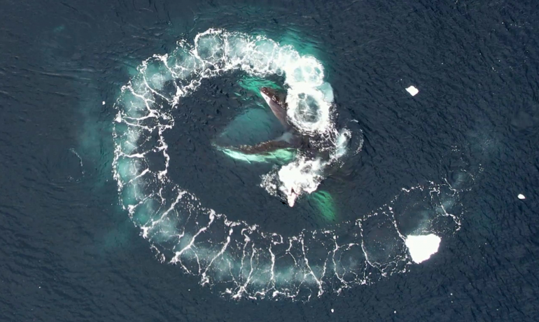 Вчені НАНЦ почали досліджувати китів за допомогою дронів