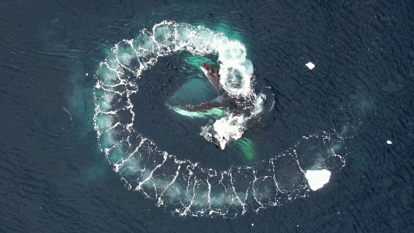 Вчені НАНЦ почали досліджувати китів за допомогою дронів
