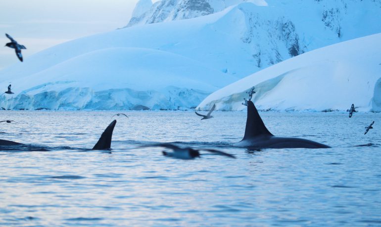 For the first time, Ukrainian scientists took samples of the skin and fat of killer whales in Antarctica