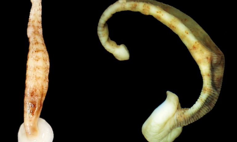 Ukrainian scientists have discovered a new species of leeches, the ancestors of which migrated from Antarctica to the Arctic, and then returned to Antarctica again