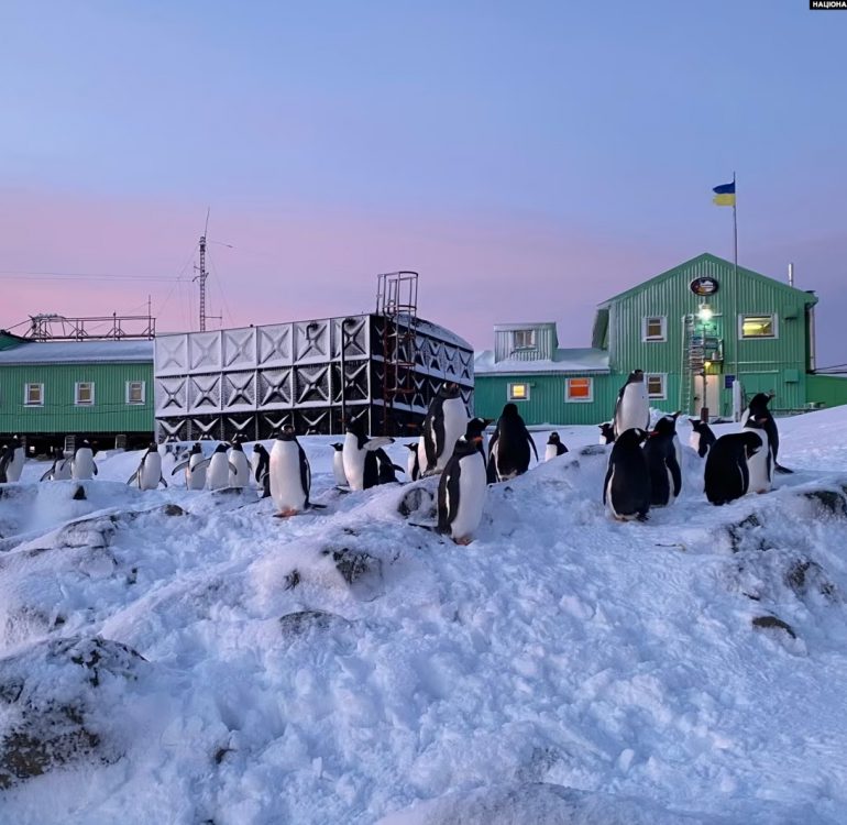 Пінгвіни поблизу української станції "Академік Вернадський". Фото: НАНЦ