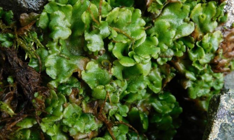 New evidence of warming: in the area of Vernadsky station, Ukrainian biologists discovered a liverwort, that had not previously grown there