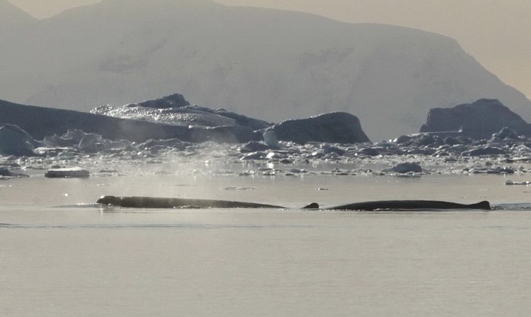 З борту “Ноосфери” вдалося записати звуки рідкісних китів