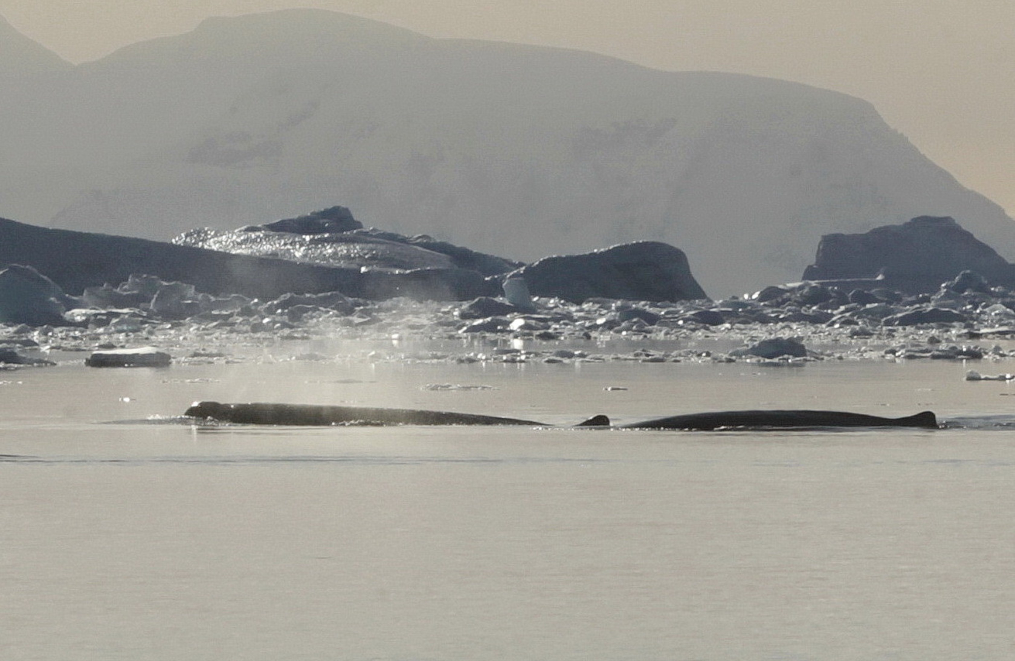 З борту “Ноосфери” вдалося записати звуки рідкісних китів