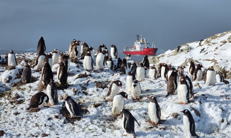По 500 на кожного полярника: як збільшується популяція субантарктичних пінгвінів біля “Вернадського”