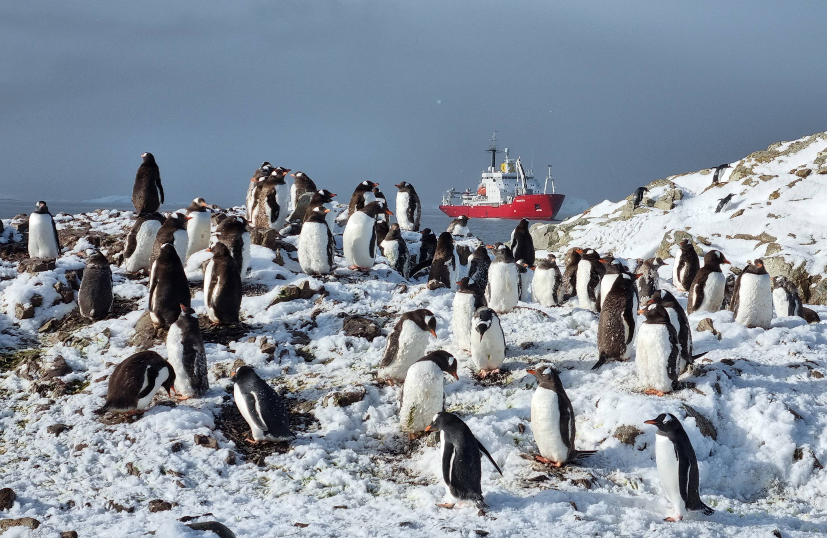 По 500 на кожного полярника: як збільшується популяція субантарктичних пінгвінів біля “Вернадського”