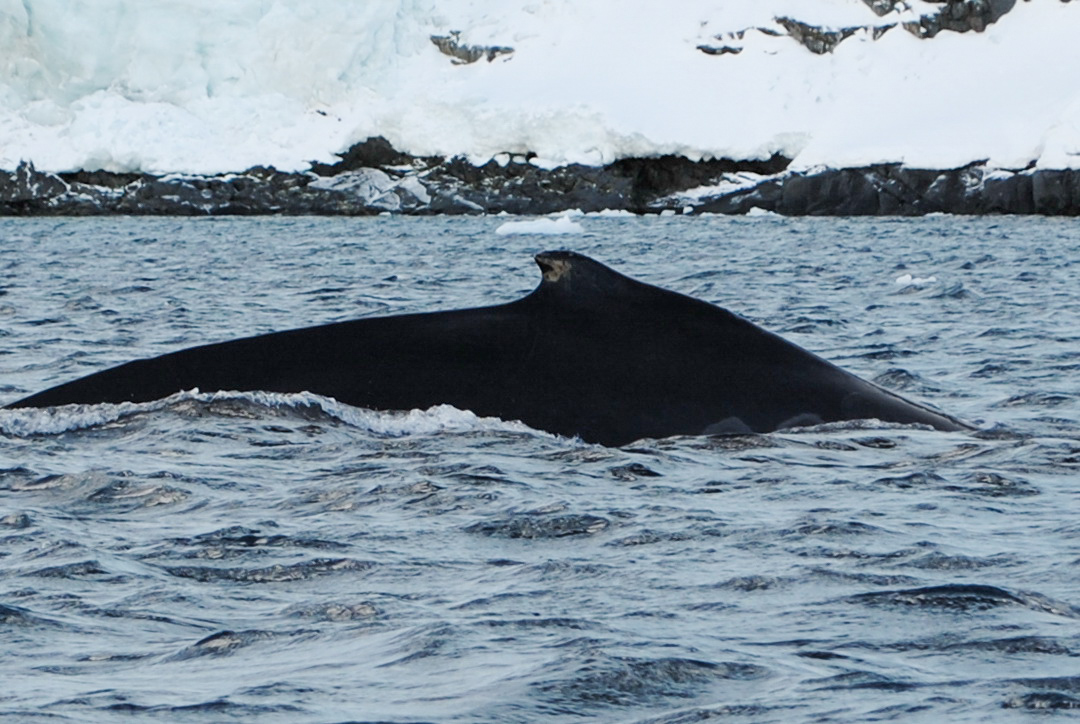 Biologists of the 30th expedition recorded the earliest spring return of humpback whales