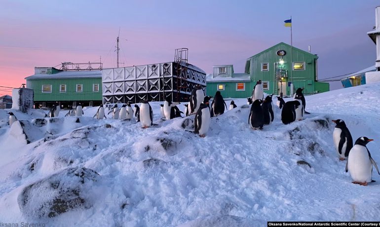 «Бойові пінгвіни» на фронті. Як Антарктида непомітно допомагає Україні у війні?